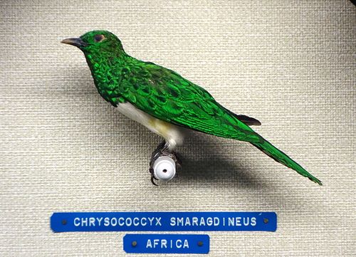 African emerald cuckoo